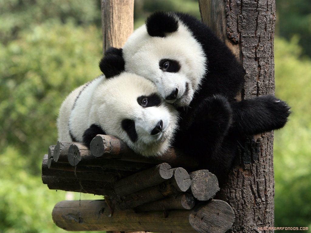 Panda cariñoso